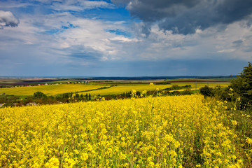 Obraz premium Beautiful fields of Bright yellow wild flowers. Summer. Winter cress. Barbarea.