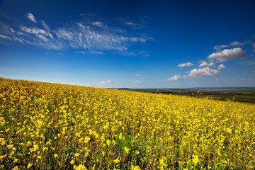 Beautiful fields of Bright yellow wild flowers. Summer. Winter cress. Barbarea.