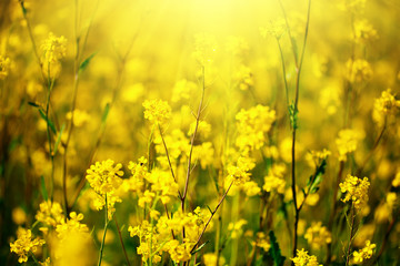 Beautiful fields of Bright yellow wild flowers. Summer. Winter cress. Barbarea.
