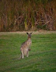 Naklejka na ściany i meble A kangaroo standing and watching in Australia