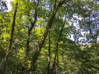 Natural forests have many trees that Is an interesting for tourist destination and should be preserved.