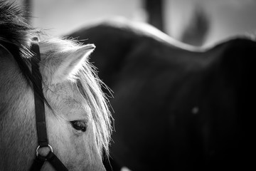 Close up sur l'oeil d'un cheval blanc © PicsArt