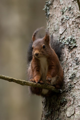 Naklejka na ściany i meble Ein freigestelltes Eichhörnchen der braunen Phase sitzt an einem Baumstamm in der Frontalen