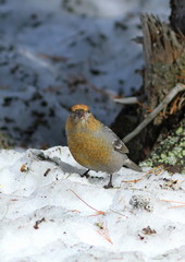 Pinicola enucleator. The female birds grosbeak early spring in Siberia