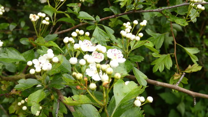 Hawthorn (Huathe) Springtime Flowers