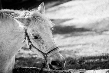 Cheval blanc © PicsArt