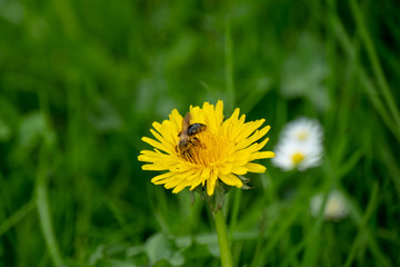Biene sucht nach Nektar auf Löwenzahn