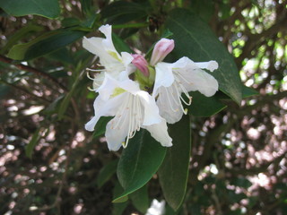Rhododendronblüte