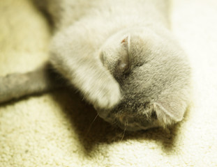 beautiful gray scottish cat with yellow eyes lying on the carpet