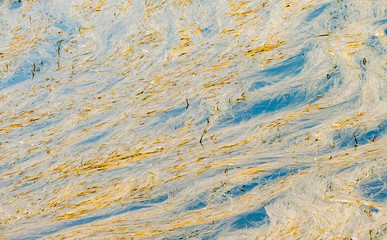 Algas del río Cabriel arrastradas por la corriente ocasionada por las recientes lluviasod due to...