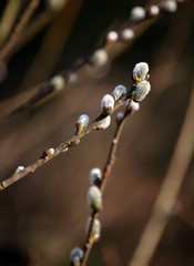 Wiosenna gałązka © Robert Bobela