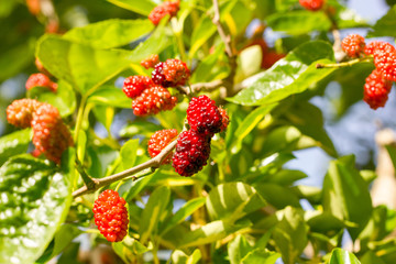 Ripe red and purple berries of mulberry on a fruit tree under the bright sun
