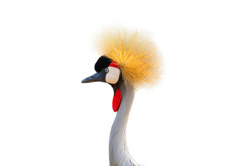 Head black Crowned Crane isolated