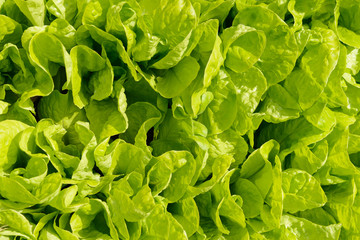 Fototapeta na wymiar Pile of green leaf lettuce growing on the garden