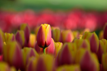 red tulips in the garden