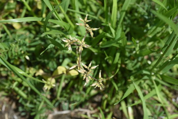 Cerastium glomeratum