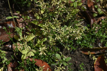 Cerastium glomeratum