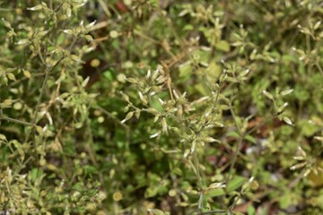 Cerastium glomeratum