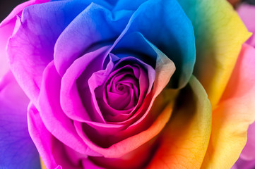 Fototapeta na wymiar Close up macro shot of multicolored articial rose.