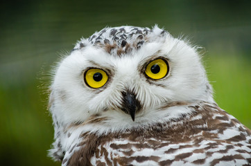 Portrait of a Snowy Owl (Bubo Scandiacus)