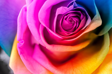 Obraz na płótnie Canvas Close up macro shot of multicolored articial rose.