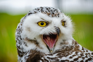 Portrait of a Snowy Owl (Bubo Scandiacus)