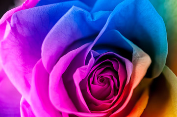 Fototapeta na wymiar Close up macro shot of multicolored articial rose.