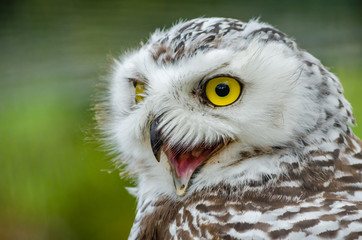 Portrait of a Snowy Owl (Bubo Scandiacus)