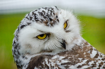 Obraz premium Portrait of a Snowy Owl (Bubo Scandiacus)