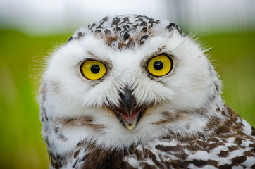 Portrait of a Snowy Owl (Bubo Scandiacus)