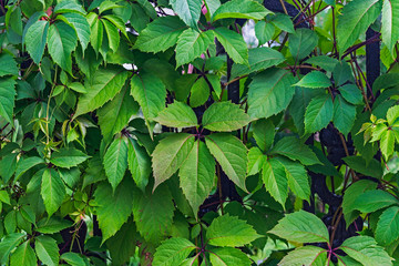 leaves of creeping plants close up photo