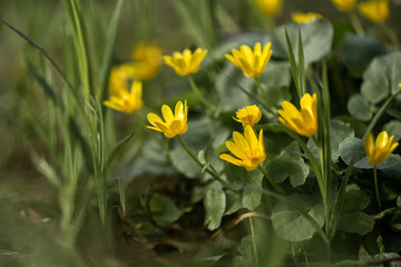 the first yellow flowers in the spring forest