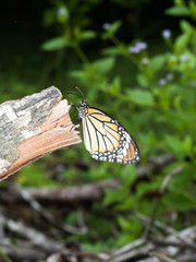 orange Monarch Butterfly hang on old dry gray branch in garden with blue background
