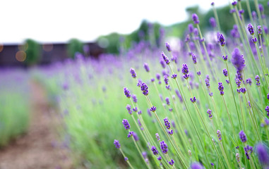 Perspective Line, Selected Focus Foreground Lavender Flower in Garden                             