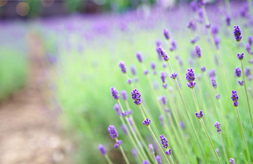 Selected Focus Foreground Lavender Flower in Garden                                                   