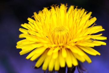 dandelion closeup