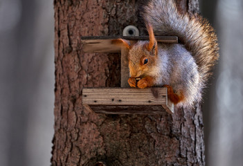 Gray-red squirrel sits in the trough and eats seeds.Sunny spring day.