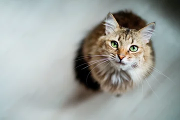 Foto op Aluminium Hongerige kat met groene ogen op zoek en wachtend op eten © D'Action Images