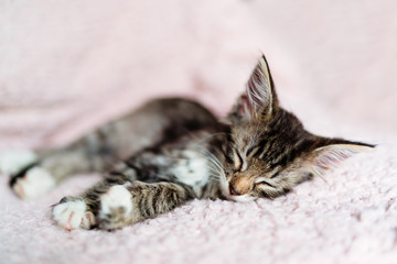 Cute little kitten sleeps on fur pink blanket
