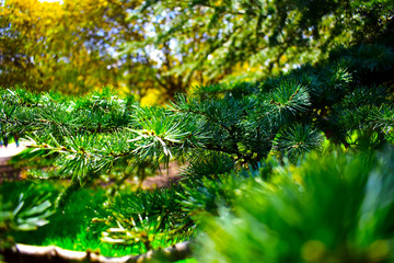 green branches of a tree