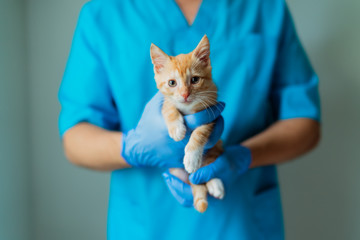 Doctor veterinarian holding in her arms kitten with three legs at vet clinic. Prosthetics leg - Powered by Adobe