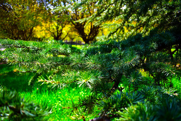 green leaves in the forest