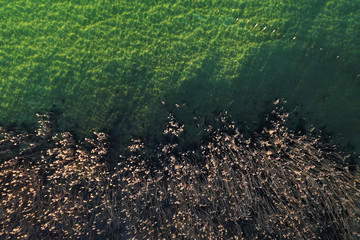 Aerial view over reedbed and water, annecy lake, savoy