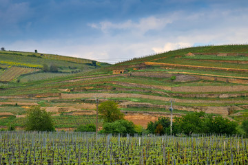 Weinberge auf der Weinstraße im Elsass, Frankreich 