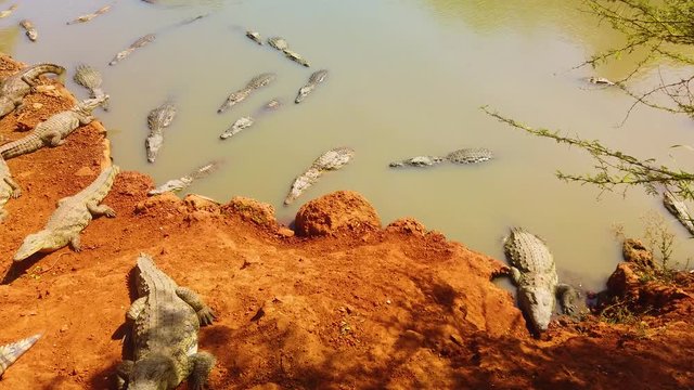 4K video of Nile crocodiles (crocodylus niloticus) on red sand by the river -Bandia National Park in Senegal, Africa. It's a group of crocodiles. Crocodile is going from water.