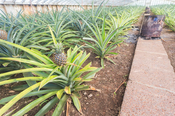 Fototapeta premium Pineapples in greenhouse on Sao Miguel island, Azores, Portugal
