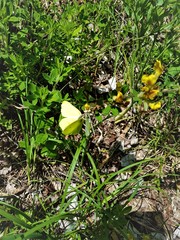 Mountan flowers in slovenia