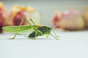 Locust or grasshopper on a white table close-up on a blurred background. live green harmful insect in macro. katydid. copy space