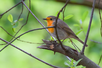 Robin on a branch with a bright green background