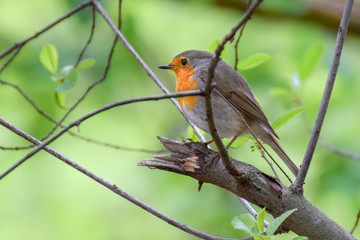 Robin on a branch with a bright green background